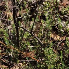 Caladenia moschata at Tinderry Mountains - 18 Nov 2023