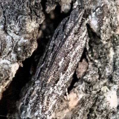 Ardozyga phloeodes (A Gelechioid moth) at Higgins Woodland - 17 Dec 2023 by Untidy