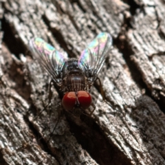 Unverified True fly (Diptera) at Higgins Woodland - 16 Dec 2023 by Untidy