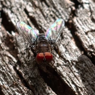 Unidentified True fly (Diptera) at Higgins, ACT - 16 Dec 2023 by Untidy
