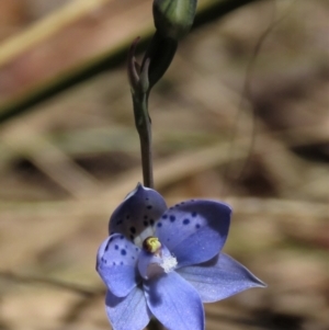 Thelymitra juncifolia at Tinderry Mountains - 18 Nov 2023