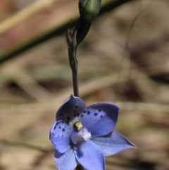 Thelymitra juncifolia (Dotted Sun Orchid) at Tinderry Mountains - 18 Nov 2023 by AndyRoo