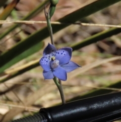 Thelymitra juncifolia at Tinderry Mountains - 18 Nov 2023