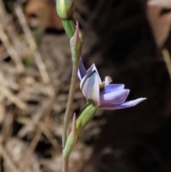 Thelymitra juncifolia at Tinderry Mountains - 18 Nov 2023