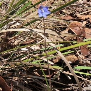 Thelymitra juncifolia at Tinderry Mountains - 18 Nov 2023