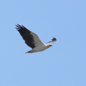 Haliaeetus leucogaster at Wellington Point, QLD - 19 Dec 2023 10:09 AM