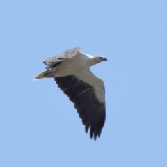 Haliaeetus leucogaster at Wellington Point, QLD - 19 Dec 2023