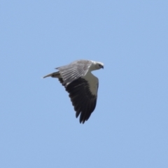 Haliaeetus leucogaster at Wellington Point, QLD - 19 Dec 2023