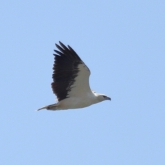 Haliaeetus leucogaster at Wellington Point, QLD - 19 Dec 2023 10:09 AM