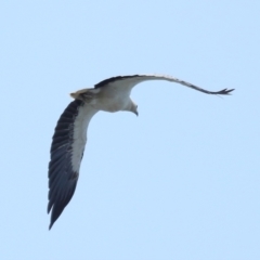 Haliaeetus leucogaster at Wellington Point, QLD - 19 Dec 2023