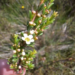 Baeckea utilis at Paddys Flat, NSW - 19 Dec 2023