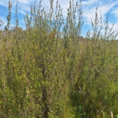Baeckea utilis at Paddys Flat, NSW - 19 Dec 2023