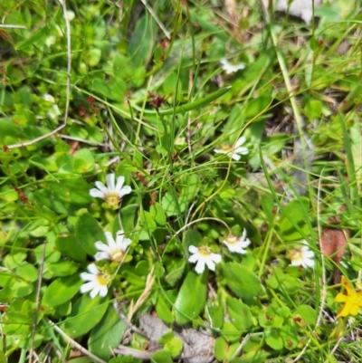 Scaevola hookeri (Creeping Fanflower) at Paddys Flat, NSW - 19 Dec 2023 by forest17178