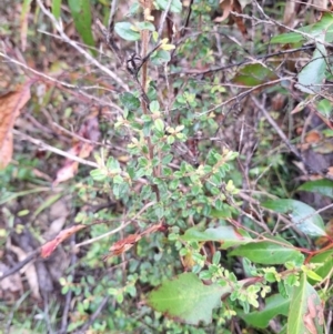 Pomaderris elachophylla at Cathcart, NSW - 19 Dec 2023