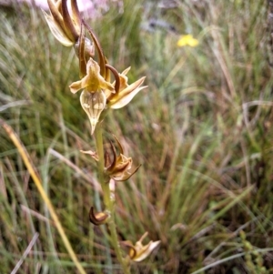 Prasophyllum wilkinsoniorum at South East Forest National Park - 19 Dec 2023