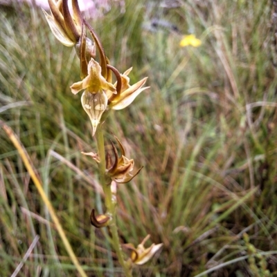 Prasophyllum wilkinsoniorum at South East Forest National Park - 19 Dec 2023 by forest17178