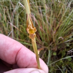 Prasophyllum wilkinsoniorum at suppressed - 19 Dec 2023