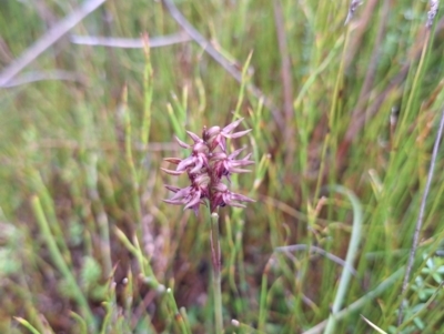 Corunastylis formosa (Cathcart Midge Orchid) by forest17178