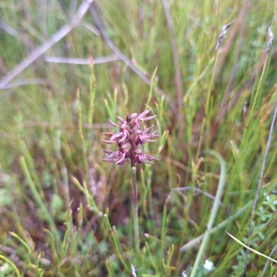 Corunastylis turfosa (Alpine midge orchid) at South East Forest National Park - 19 Dec 2023 by forest17178
