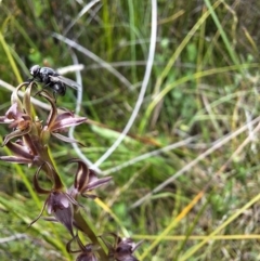 Unidentified Other true fly at Paddys Flat, NSW - 19 Dec 2023 by forest17178