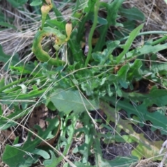 Hypochaeris radicata at Yackandandah, VIC - 19 Dec 2023 08:23 AM