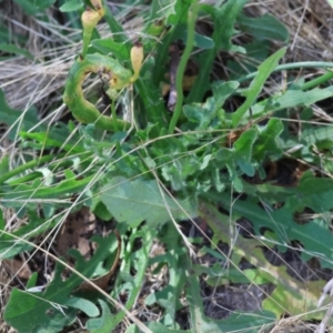 Hypochaeris radicata at Yackandandah, VIC - 19 Dec 2023 08:23 AM