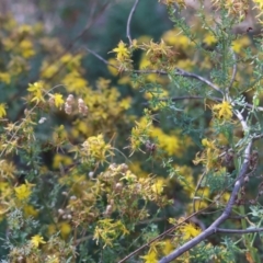 Hypericum perforatum (St John's Wort) at Yackandandah, VIC - 19 Dec 2023 by KylieWaldon