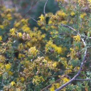 Hypericum perforatum at Yackandandah, VIC - 19 Dec 2023 08:23 AM