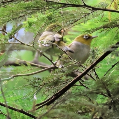 Zosterops lateralis (Silvereye) at Yackandandah, VIC - 19 Dec 2023 by KylieWaldon