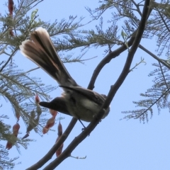 Rhipidura albiscapa (Grey Fantail) at Yackandandah, VIC - 19 Dec 2023 by KylieWaldon