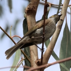 Caligavis chrysops (Yellow-faced Honeyeater) at Yackandandah, VIC - 18 Dec 2023 by KylieWaldon