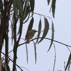 Caligavis chrysops at Yackandandah, VIC - 19 Dec 2023 08:48 AM