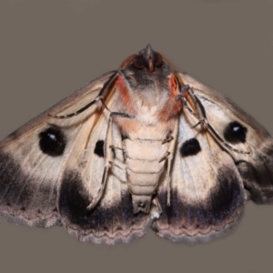 Donuca castalia at Wellington Point, QLD - 5 Dec 2023