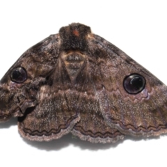 Donuca castalia at Wellington Point, QLD - 5 Dec 2023