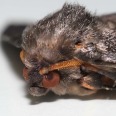 Donuca castalia at Wellington Point, QLD - suppressed