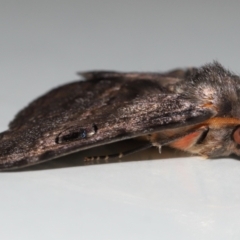 Donuca castalia at Wellington Point, QLD - suppressed