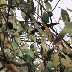 Melithreptus lunatus (White-naped Honeyeater) at Yackandandah, VIC - 19 Dec 2023 by KylieWaldon