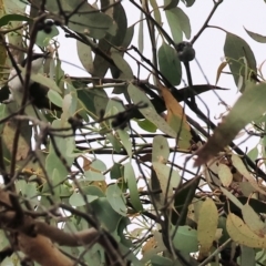 Melithreptus lunatus (White-naped Honeyeater) at Yackandandah, VIC - 18 Dec 2023 by KylieWaldon