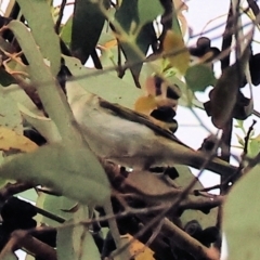 Melithreptus lunatus at Yackandandah, VIC - 19 Dec 2023