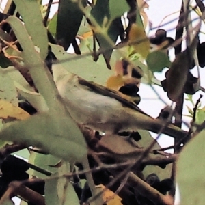 Melithreptus lunatus at Yackandandah, VIC - 19 Dec 2023