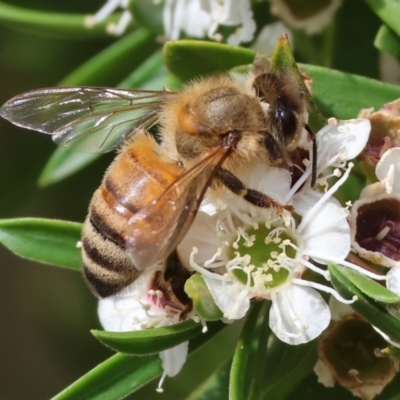 Apis mellifera (European honey bee) at Yackandandah, VIC - 19 Dec 2023 by KylieWaldon