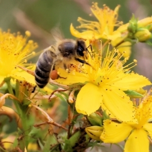 Apis mellifera at Yackandandah, VIC - 19 Dec 2023 09:14 AM
