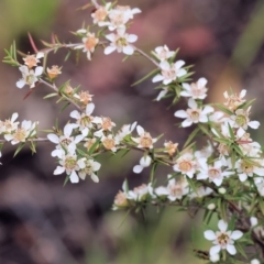 Leptospermum continentale (Prickly Teatree) at Yackandandah, VIC - 18 Dec 2023 by KylieWaldon