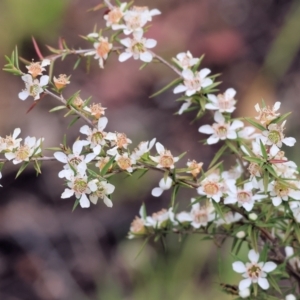 Leptospermum continentale at Yackandandah, VIC - 19 Dec 2023