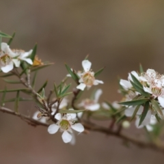 Leptospermum continentale at Yackandandah, VIC - 19 Dec 2023