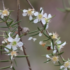 Leptospermum continentale at Yackandandah, VIC - 19 Dec 2023