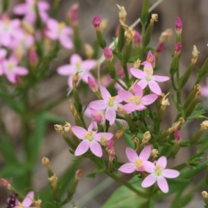 Centaurium erythraea at Yackandandah, VIC - 19 Dec 2023 08:57 AM