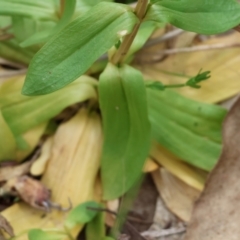 Centaurium erythraea at Yackandandah, VIC - 19 Dec 2023