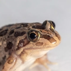 Limnodynastes tasmaniensis (Spotted Grass Frog) at QPRC LGA - 19 Dec 2023 by MarkT