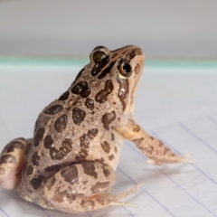 Limnodynastes tasmaniensis at QPRC LGA - suppressed